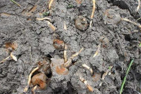 马蹄的膨大期，在每年9月上旬至11月上旬