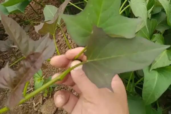 红薯的增产方法，尽可能选择健壮的薯苗