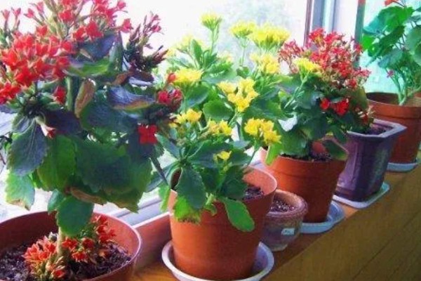 长寿花长白色的小腻虫怎么解决，需将植株上发病的枝叶全部剪除