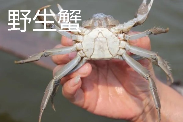 梭子蟹有蟹黄吗，梭子蟹有蟹黄