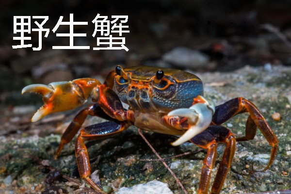 梭子蟹有蟹黄吗，梭子蟹有蟹黄