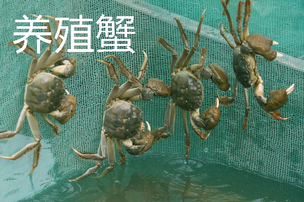 梭子蟹有蟹黄吗，梭子蟹有蟹黄