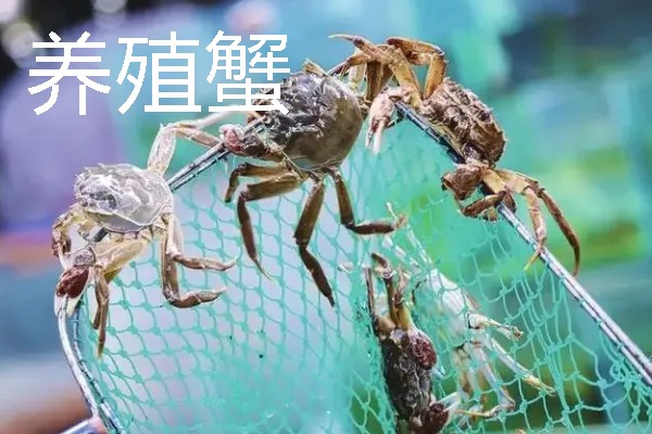 梭子蟹有蟹黄吗，梭子蟹有蟹黄