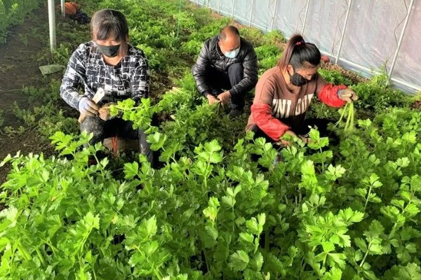 芹菜的施肥技术要点，磷肥全部作基肥