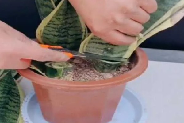 虎皮兰长得太高如何处理，可将过长的顶端剪除