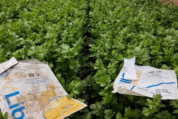 芹菜的施肥技术要点，磷肥全部作基肥