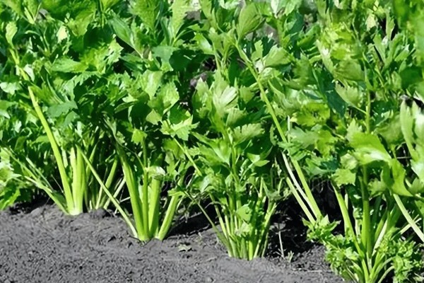 芹菜的施肥技术要点，磷肥全部作基肥