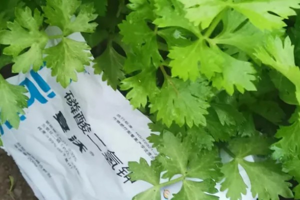 芹菜的施肥技术要点，磷肥全部作基肥