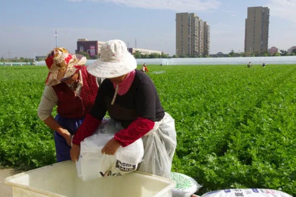 芹菜的施肥技术要点，磷肥全部作基肥