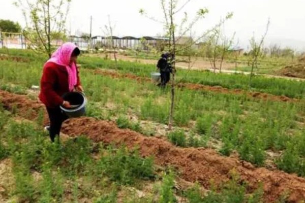 芹菜的施肥技术要点，磷肥全部作基肥