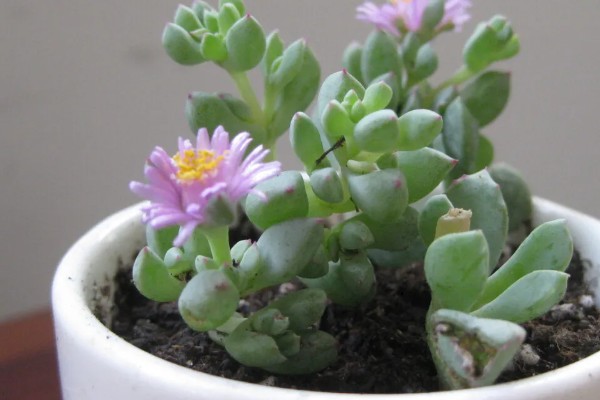 怎么修剪白凤菊，生长初期剪掉植株上的侧枝和叶片