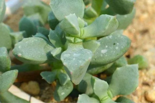 怎么修剪白凤菊，生长初期剪掉植株上的侧枝和叶片