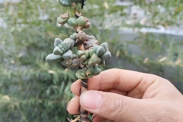 怎么修剪白凤菊，生长初期剪掉植株上的侧枝和叶片