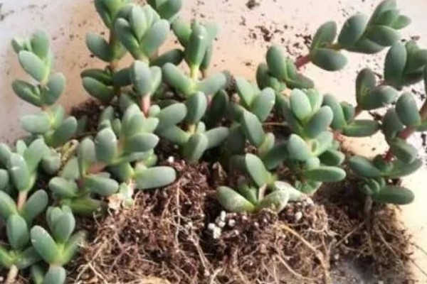 怎么修剪白凤菊，生长初期剪掉植株上的侧枝和叶片