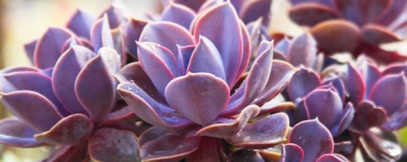 紫珍珠会不会开花，紫珍珠会开花