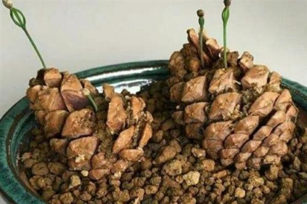 松塔养花的处理方式，将松塔发酵好才可以使用