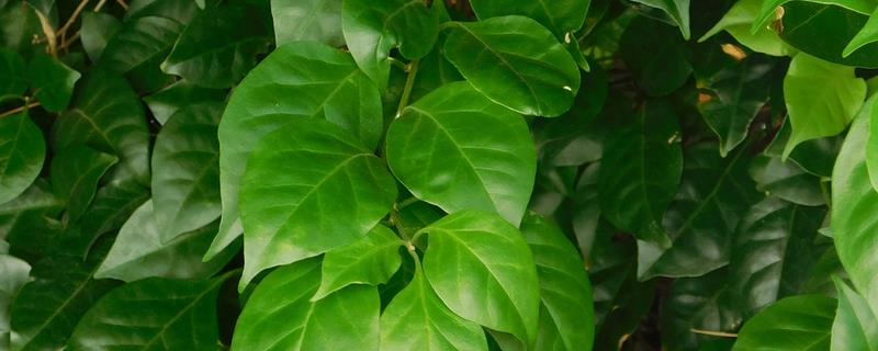 心叶藤的养殖方法，喜欢在半阴的环境中生长