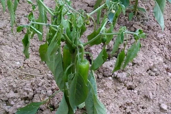 辣椒淹了耷拉叶子了还能活吗，合理养护还能活