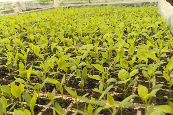 辣椒淹了耷拉叶子了还能活吗，合理养护还能活