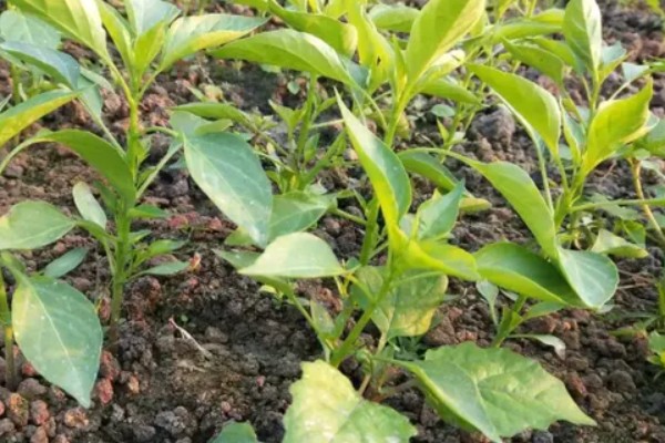 辣椒淹了耷拉叶子了还能活吗，合理养护还能活