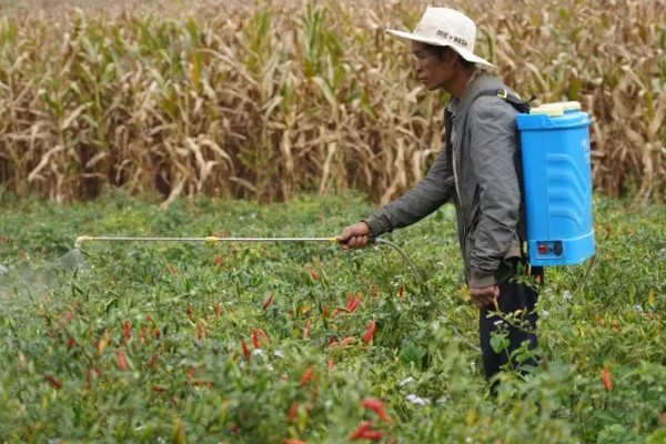 辣椒淹了耷拉叶子了还能活吗，合理养护还能活