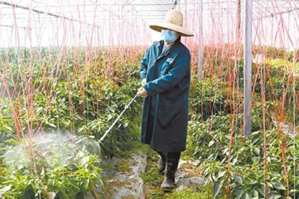 辣椒淹了耷拉叶子了还能活吗，合理养护还能活