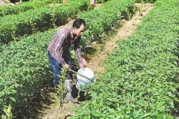 辣椒淹了耷拉叶子了还能活吗，合理养护还能活