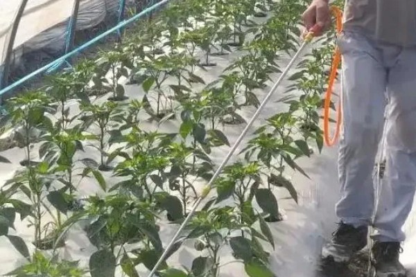 辣椒淹了耷拉叶子了还能活吗，合理养护还能活