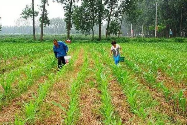 谷子怎么施肥，孕穗期每公顷地块追施纯氮75公斤