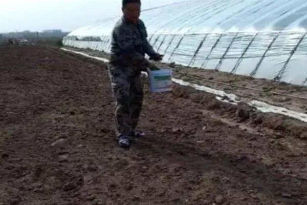 谷子怎么施肥，孕穗期每公顷地块追施纯氮75公斤