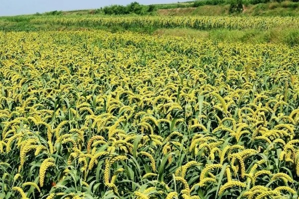谷子怎么施肥，孕穗期每公顷地块追施纯氮75公斤