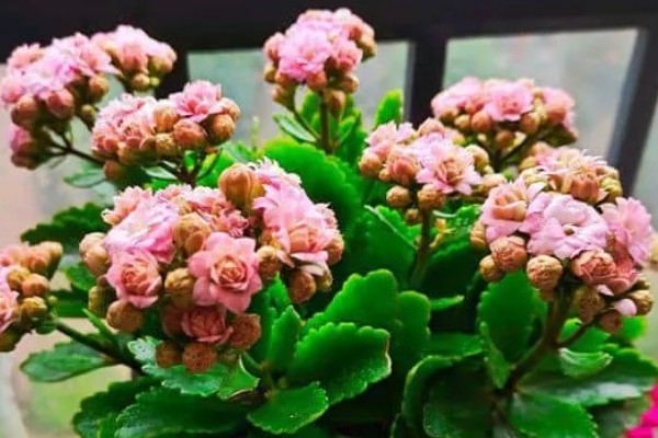 长寿花秋天的养护方法，需要及时定期保持土壤湿润
