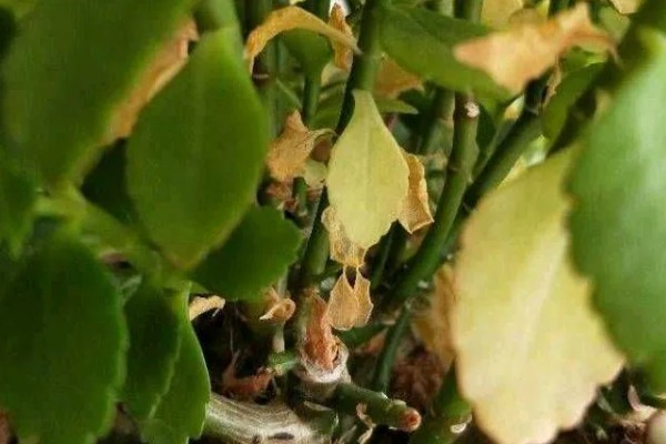 长寿花秋天的养护方法，需要及时定期保持土壤湿润