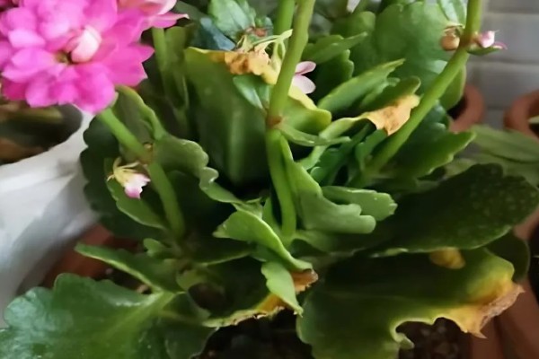 长寿花秋天的养护方法，需要及时定期保持土壤湿润