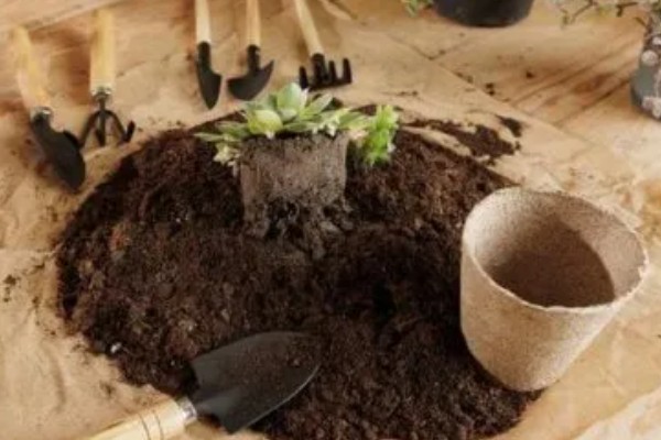 发财树盆栽的养殖方法，适合的生长温度在15-30℃