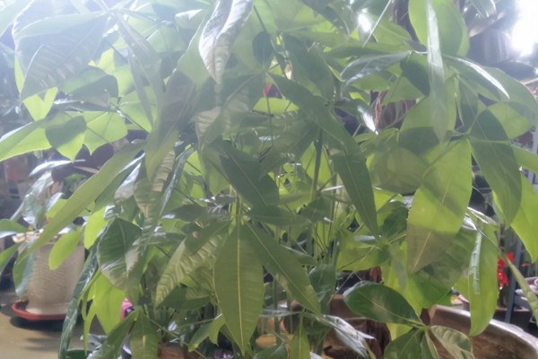 发财树盆栽的养殖方法，适合的生长温度在15-30℃