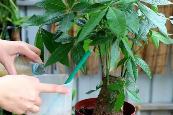 发财树盆栽的养殖方法，适合的生长温度在15-30℃
