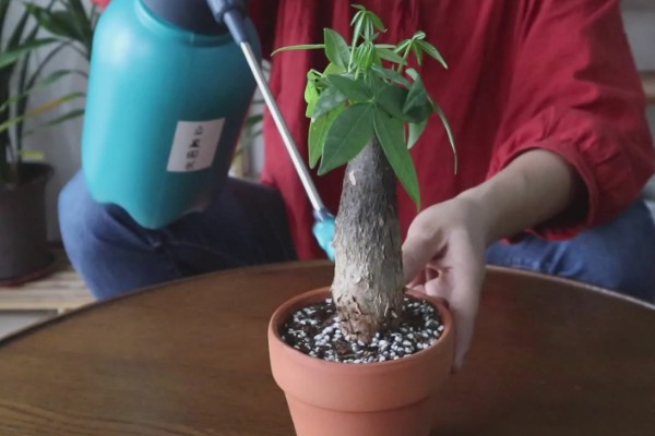 发财树盆栽的养殖方法，适合的生长温度在15-30℃