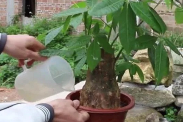 发财树盆栽的养殖方法，适合的生长温度在15-30℃