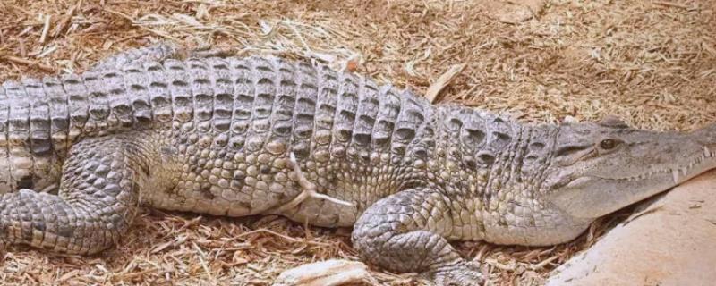 鳄鱼会不会吃人，发生过袭击人类的事件