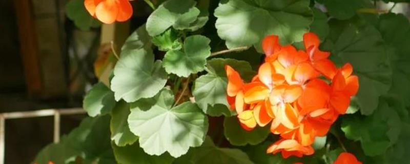 怎么养石腊红，生长离不开充足的光照