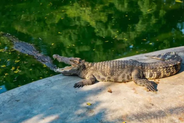鳄鱼会不会吃人，发生过袭击人类的事件