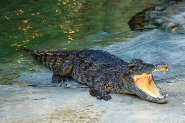 鳄鱼会不会吃人，发生过袭击人类的事件