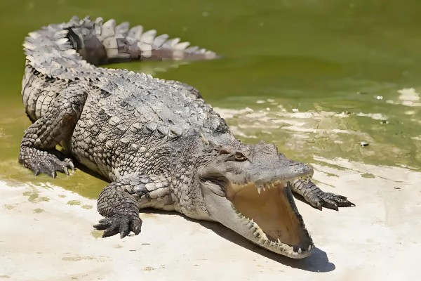 鳄鱼会不会吃人，发生过袭击人类的事件