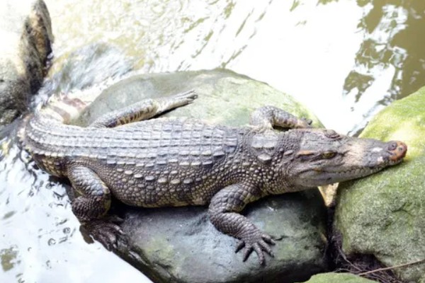 鳄鱼会不会吃人，发生过袭击人类的事件