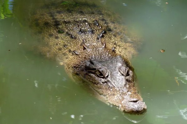 鳄鱼会不会吃人，发生过袭击人类的事件