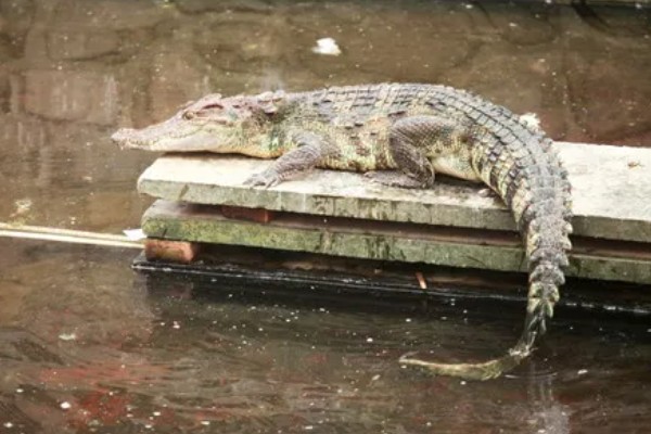 鳄鱼会不会吃人，发生过袭击人类的事件