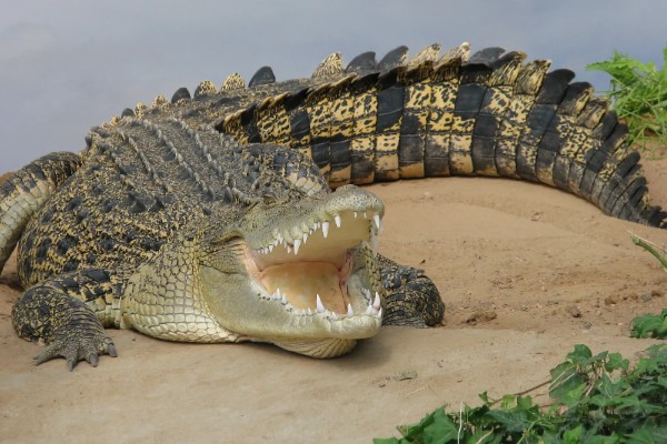 鳄鱼会不会吃人，发生过袭击人类的事件