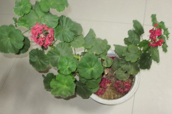 怎么养石腊红，生长离不开充足的光照