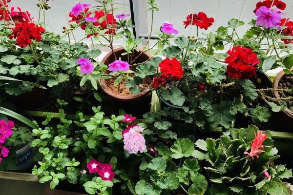 怎么养石腊红，生长离不开充足的光照